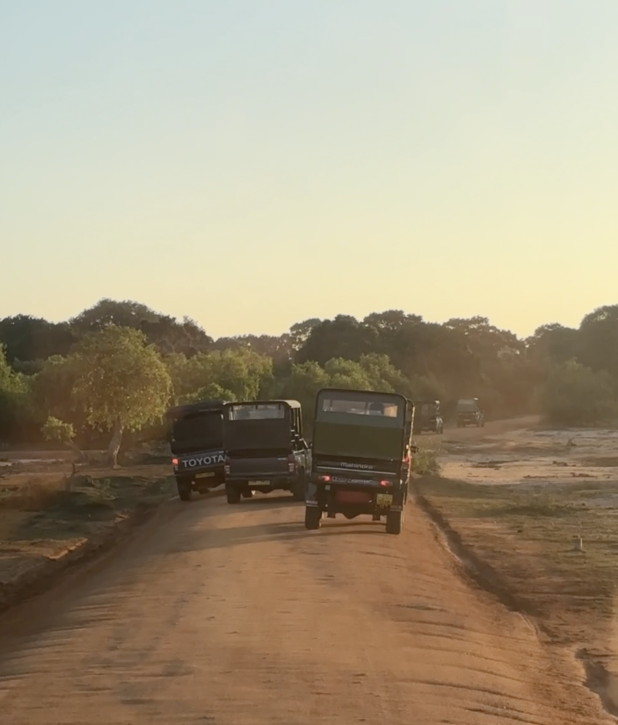 Yala National Park: The Complete Guide for Sri Lankan Safari and Wildlife