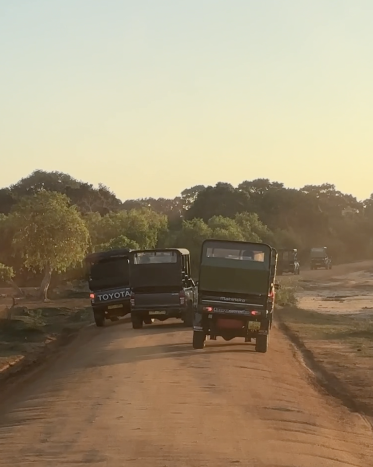 Yala National Park morning safari experience